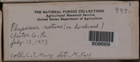 Physarum nutans image